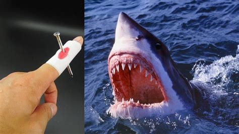 Testing if Sharks Can Smell a Drop of Blood : r/sharks 